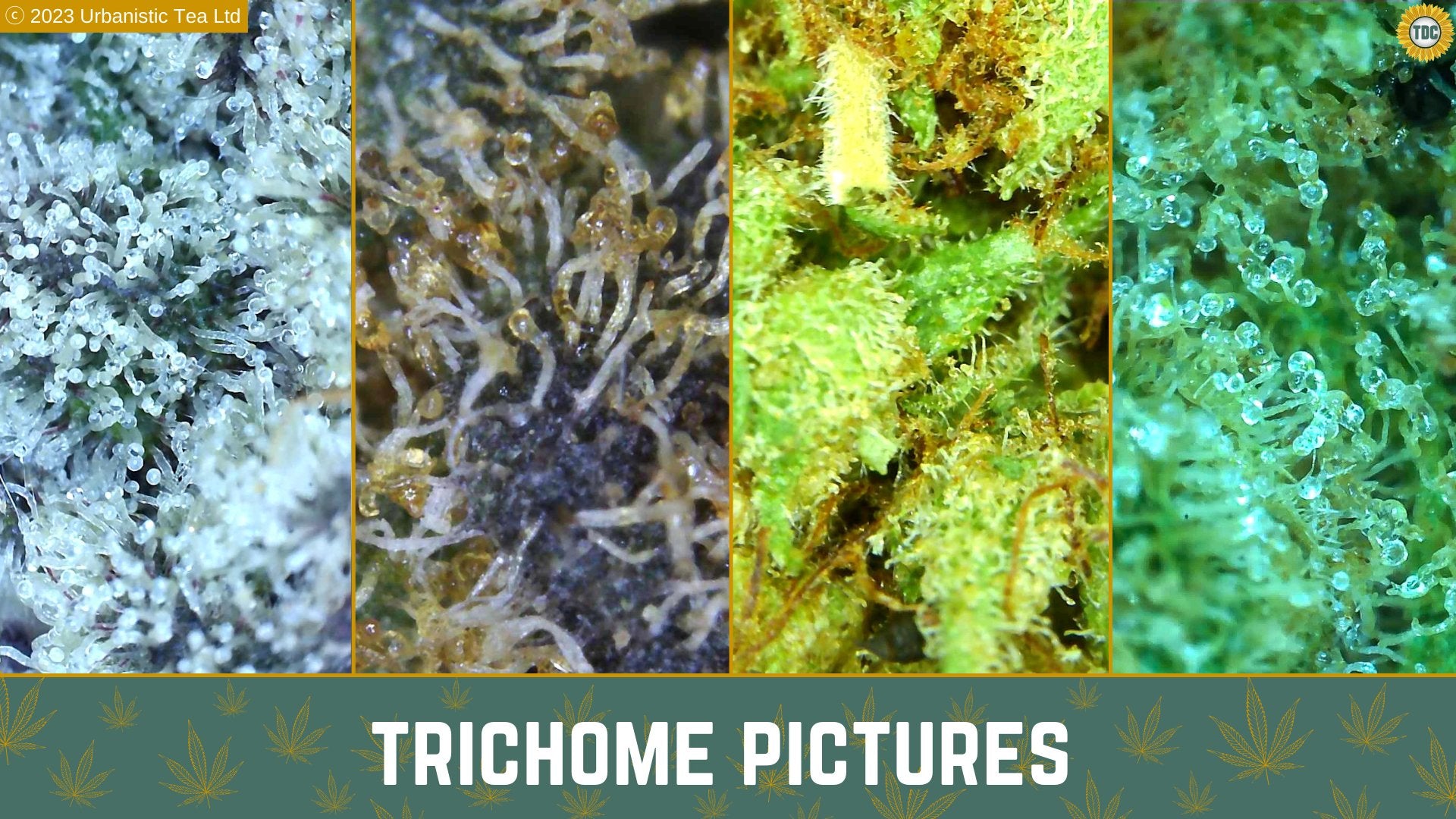 Collection of A Deep Dive into Cannabis Trichomes - Urbanistic Canada in a gallery layout