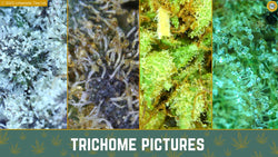 Collection of A Deep Dive into Cannabis Trichomes - Urbanistic Canada in a gallery layout