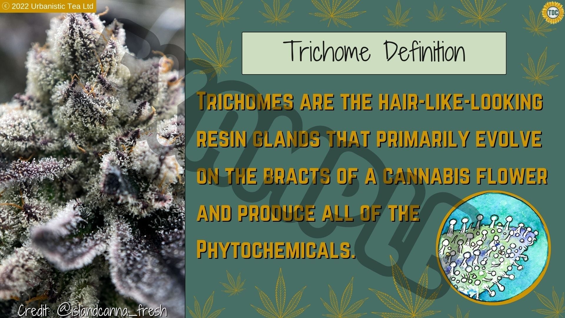 English TDC Cannabis Microscopy Course (online) 🔬 🌻 - Urbanistic Canada