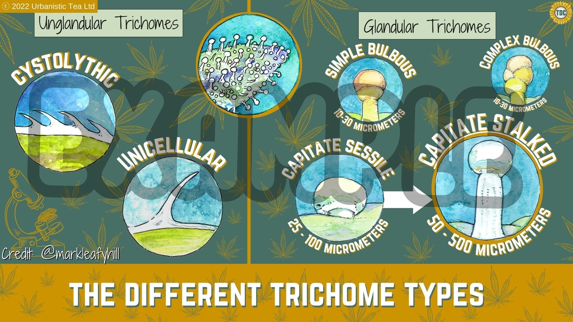 English TDC Cannabis Microscopy Course (online) 🔬 🌻 - Urbanistic Canada